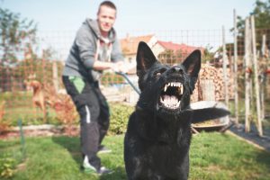 What to Do After a Dog Attack